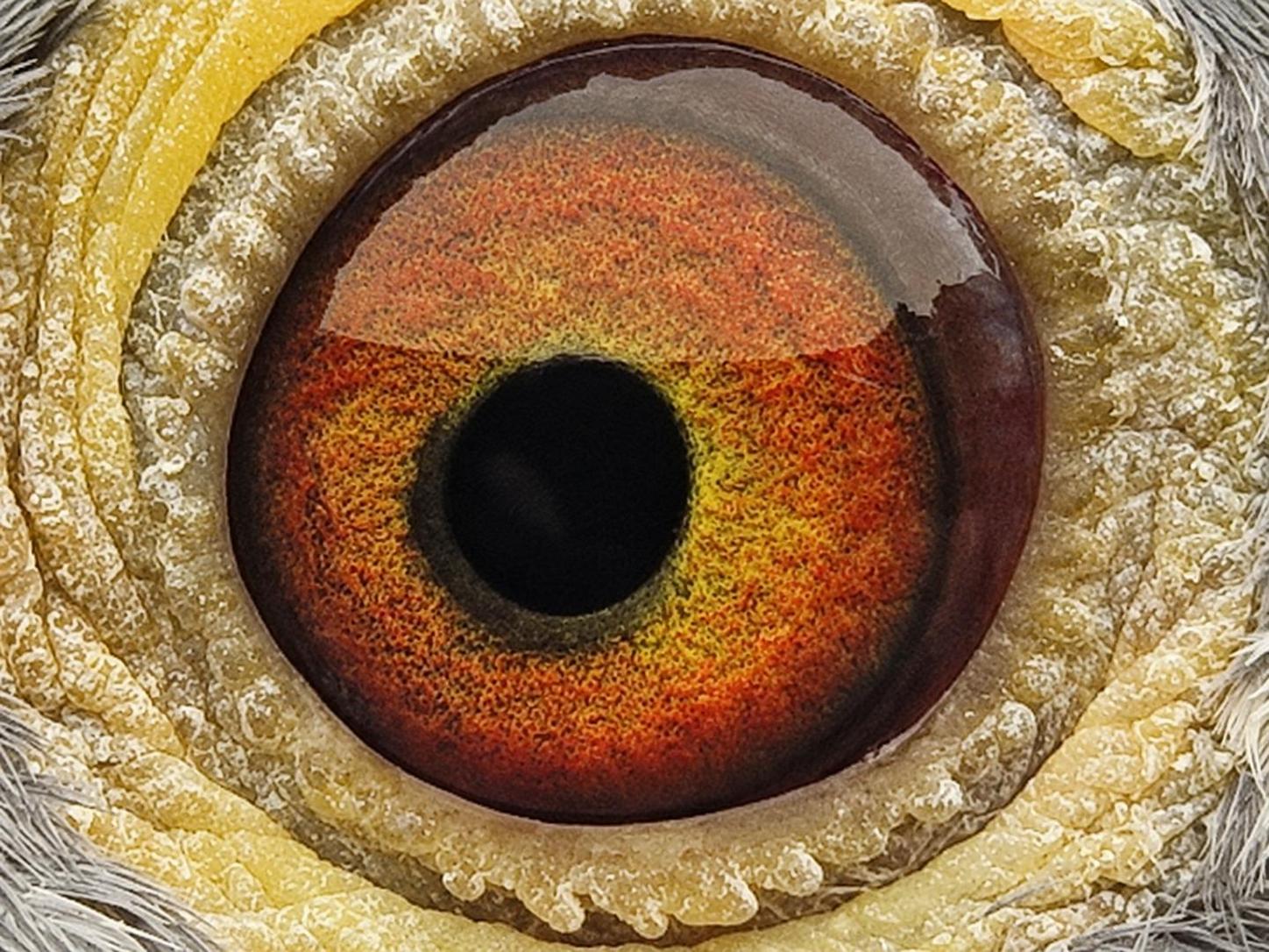 Pigeon eye